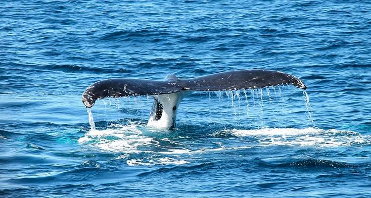 Une whale Bitcoin transfert $310M pour seulement 32 cents