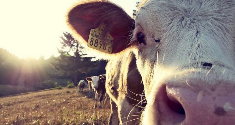 La traçabilité alimentaire, un usage de la blockchain qui s’impose pour Neogen La traçabilité alimentaire, un usage de la blockchain qui s’impose pour Neogen