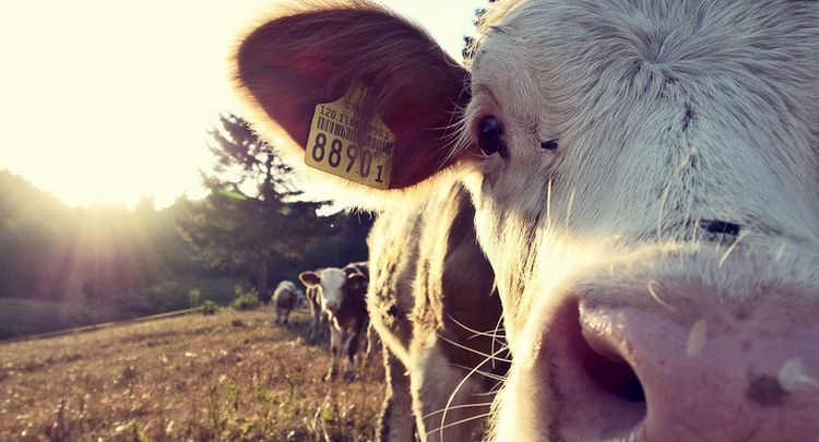 La traçabilité alimentaire, un usage de la blockchain qui s’impose pour Neogen - Cryptonaute