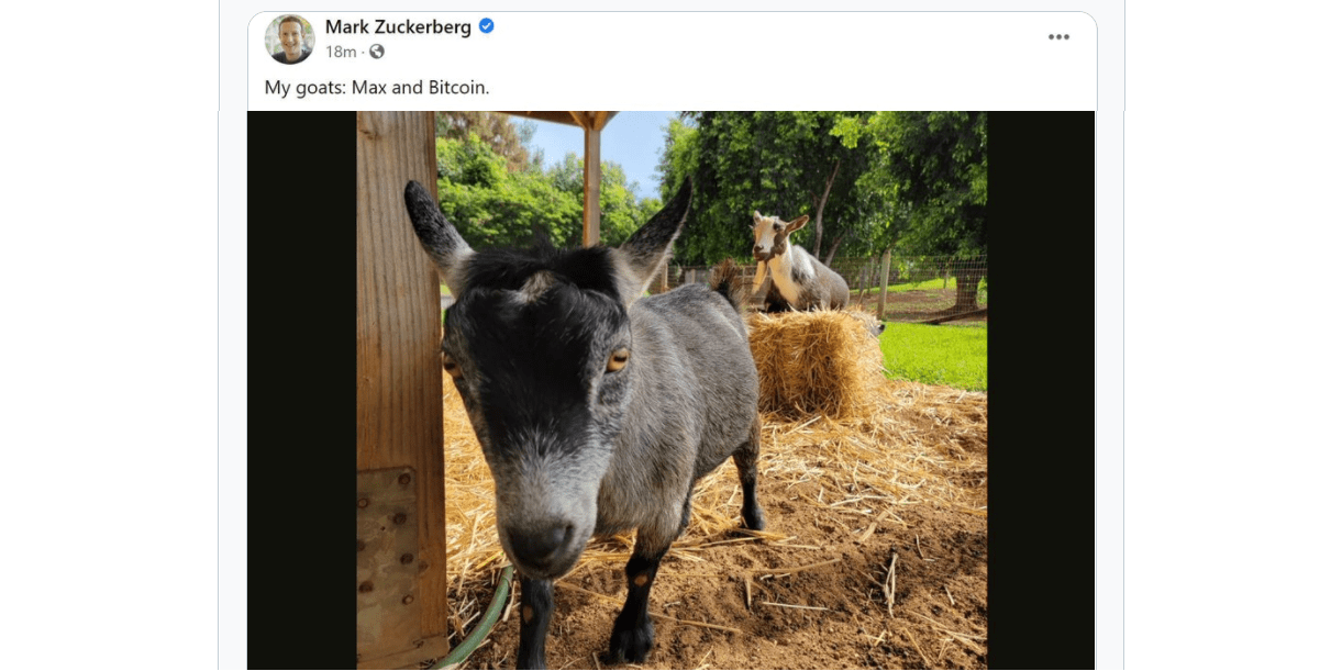 Les chèvres de Mark Zucherberg