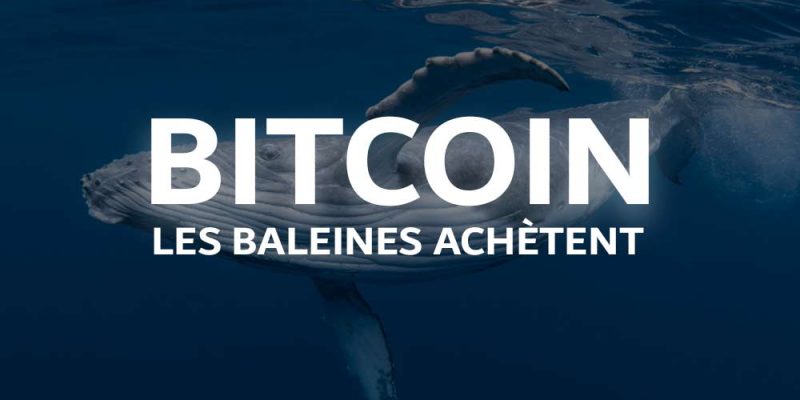 bitcoin btc cryptocurrency baleines