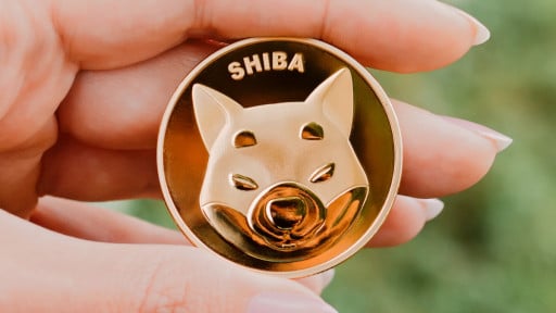 Shiba-Inu-GiftChill