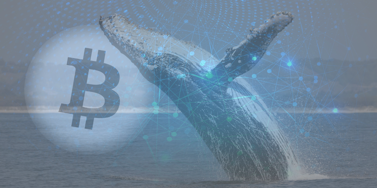 bitcoin whales