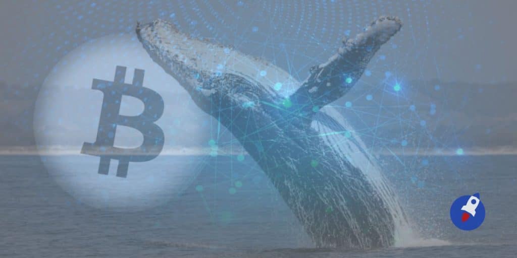 baleine bitcoin