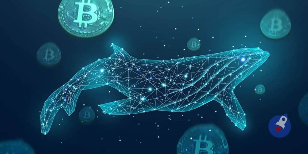 Les whales amassent de nouveau massivement du Bitcoin – Voici pourquoi c’est une bonne nouvelle