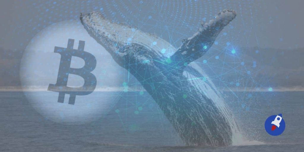245M $ de Bitcoin viennent d’être déplacés par une baleine, où va la crypto ?