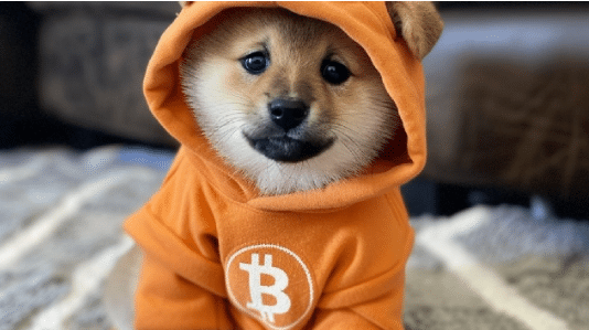 DOG GO TO THE MOON