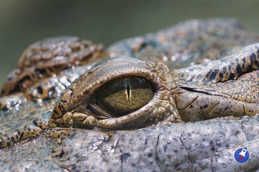 Les NFT Lacoste étaient-ils une arnaque ?