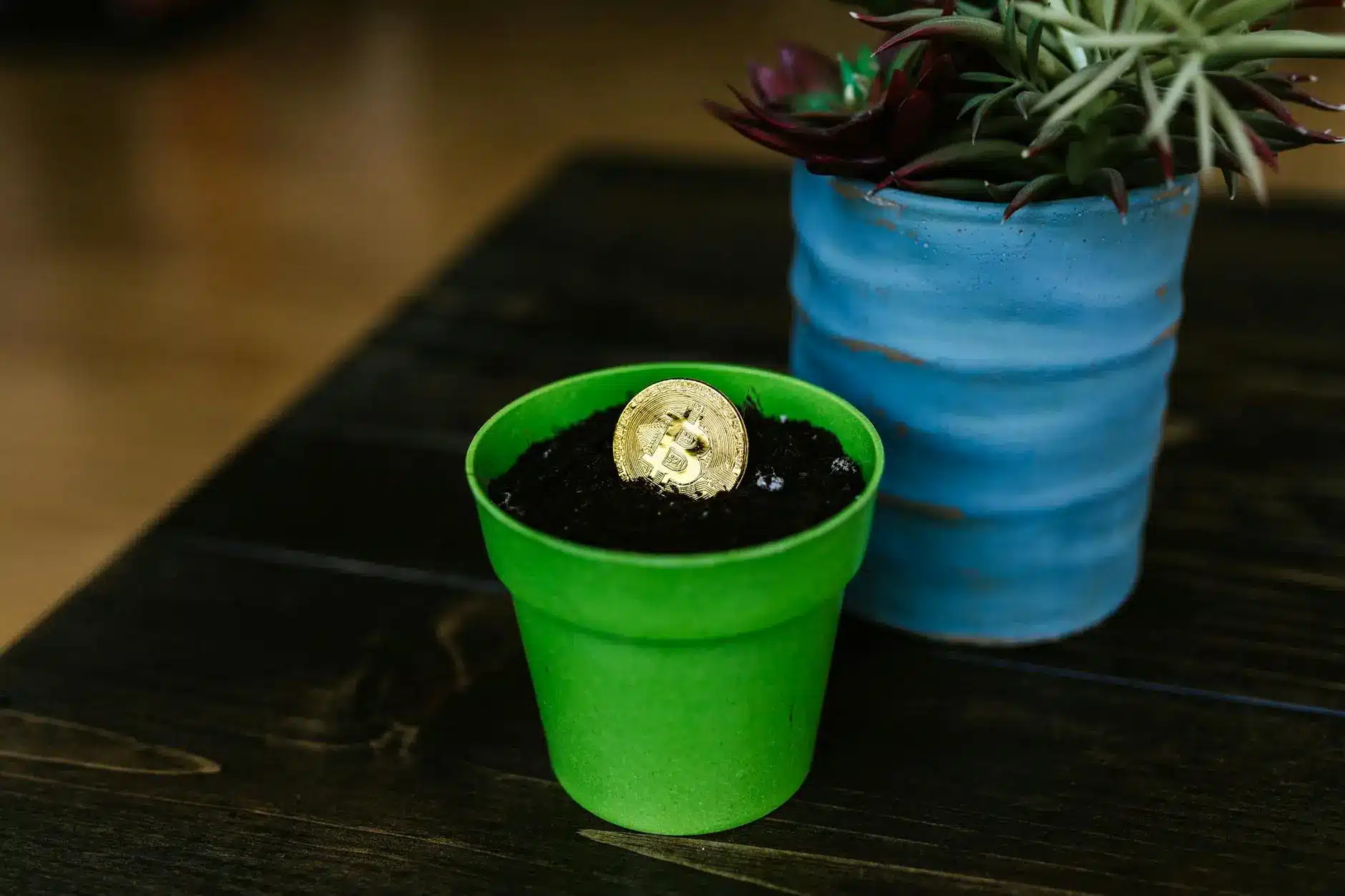 A golden Bitcoin placed in a green plant pot filled with soil.
